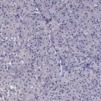 Immunohistochemistry-Paraffin: FAM101B Antibody [NBP2-62633] - Staining of human pancreas shows low expression as expected.