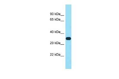 Western Blot: FAM102B Antibody [NBP2-83032] - Host: Rabbit. Target Name: FAM102B. Sample Type: 293T Whole Cell lysates. Antibody Dilution: 1.0ug/ml