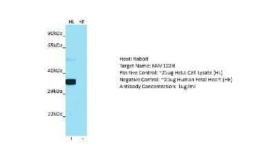 Western Blot: FAM102B Antibody [NBP2-83032] - Host: Rabbit. Target: FAM102B. Positive control (+): HeLa Cell Lysate (HL). Negative control (-): Human Fetal Heart (HE). Antibody concentration: 1ug/ml