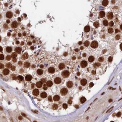 Immunohistochemistry-Paraffin: FAM103A1 Antibody [NBP1-88435] - Staining of human testis.