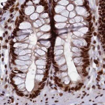 Immunohistochemistry-Paraffin: FAM103A1 Antibody [NBP1-88436] - Staining of human colon.