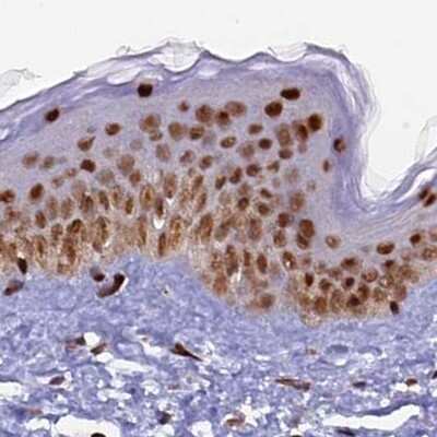 Immunohistochemistry-Paraffin: FAM103A1 Antibody [NBP1-88436] - Staining of human skin.