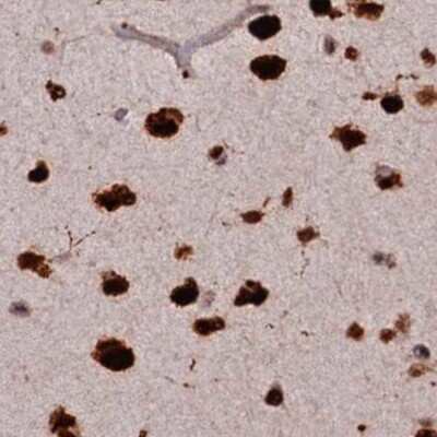 Immunohistochemistry-Paraffin: FAM103A1 Antibody [NBP1-88436] - Staining of human cerebral cortex.