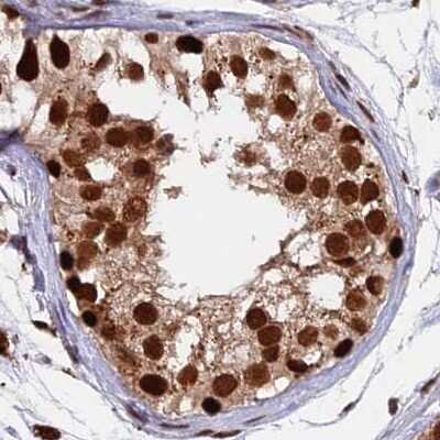 Immunohistochemistry-Paraffin: FAM103A1 Antibody [NBP1-88436] - Staining of human testis.