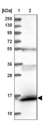 <b>Independent Antibodies Validation. </b>Western Blot: FAM103A1 Antibody [NBP1-88436] - Lane 1: Marker  [kDa] 250, 130, 95, 72, 55, 36, 28, 17, 10.  Lane 2: Human cell line RT-4