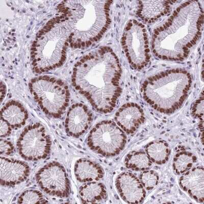 Immunohistochemistry-Paraffin: FAM104B Antibody [NBP2-13974] - Staining of human stomach shows strong nuclear positivity in glandular cells.
