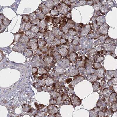 Immunohistochemistry-Paraffin FAM105A Antibody - BSA Free