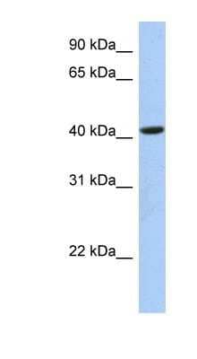 Western Blot FAM105A Antibody - BSA Free
