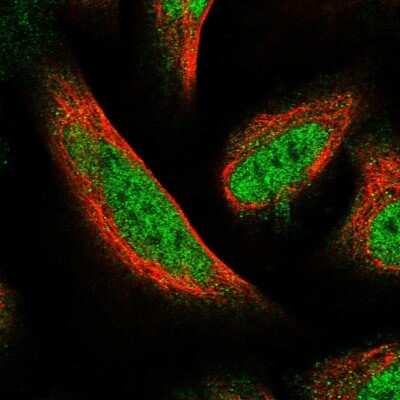 Immunocytochemistry/Immunofluorescence: FAM107B Antibody [NBP1-88535] - Immunofluorescent staining of human cell line U-2 OS shows localization to nucleoplasm.