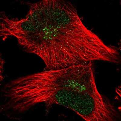 Immunocytochemistry/Immunofluorescence: FAM107B Antibody [NBP2-58052] - Staining of human cell line U-251 MG shows localization to nucleoplasm & the Golgi apparatus.