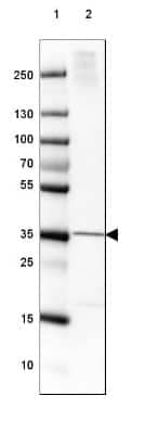 Western Blot FAM107B Antibody