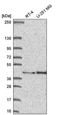 Western Blot FAM107B Antibody