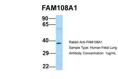 Western Blot FAM108A1 Antibody - BSA Free