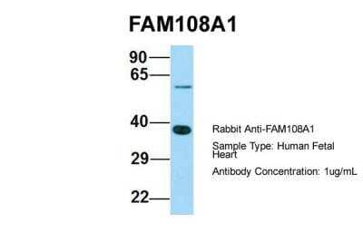 Western Blot FAM108A1 Antibody - BSA Free