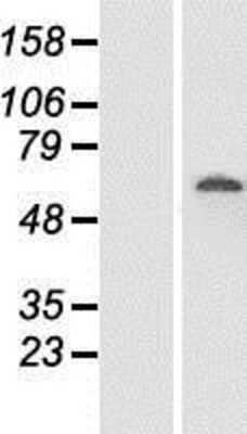 Western Blot: FAM111A Overexpression Lysate (Adult Normal) [NBP2-04671] Left-Empty vector transfected control cell lysate (HEK293 cell lysate); Right -Over-expression Lysate for FAM111A.