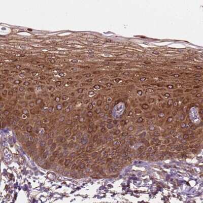Immunohistochemistry-Paraffin FAM115A Antibody - BSA Free