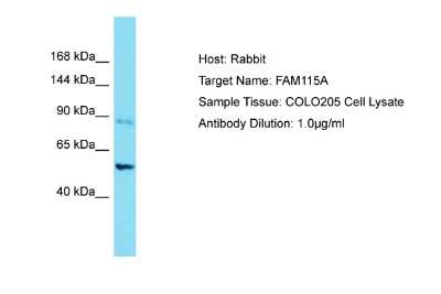 Western Blot FAM115A Antibody - BSA Free