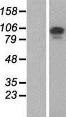 Western Blot: FAM115A Overexpression Lysate (Adult Normal) [NBP2-07289] Left-Empty vector transfected control cell lysate (HEK293 cell lysate); Right -Over-expression Lysate for FAM115A.