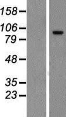 Western Blot: FAM115C Overexpression Lysate (Adult Normal) [NBP2-09498] Left-Empty vector transfected control cell lysate (HEK293 cell lysate); Right -Over-expression Lysate for FAM115C.