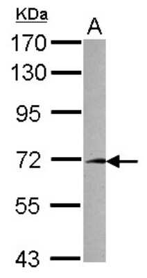 Western Blot: FAM116A Antibody [NBP2-16411] - Sample (30 ug of whole cell lysate) A: NT2D1 7. 5% SDS PAGE gel, diluted at 1:3000.