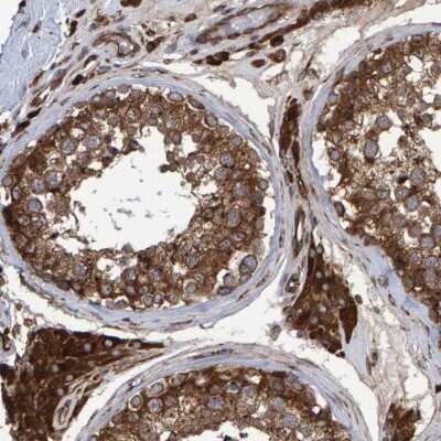 Immunohistochemistry-Paraffin: FAM117A Antibody [NBP1-86007] - Staining of human testis shows strong cytoplasmic positivity in cells in seminiferous ducts and Leydig cells.