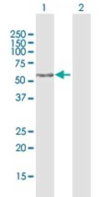 Western Blot: FAM117A Antibody [H00081558-D01P] - Analysis of FAM117A expression in transfected 293T cell line by FAM117A polyclonal antibody.Lane 1: FAM117A transfected lysate(48.30 KDa).Lane 2: Non-transfected lysate.