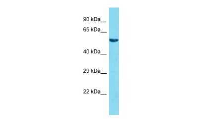 Western Blot: FAM117A Antibody [NBP2-84881] - Host: Rabbit. Target Name: FAM117A. Sample Type: HepG2 Whole Cell lysates. Antibody Dilution: 1.0ug/mlFAM117A is supported by BioGPS gene expression data to be expressed in HepG2