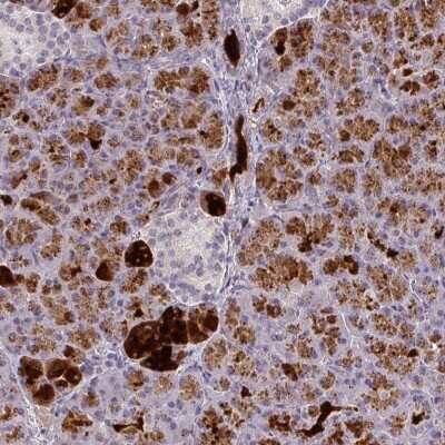 Immunohistochemistry: FAM117B Antibody [NBP2-38138] - Staining of human pancreas shows strong cytoplasmic positivity in exocrine glandular cells.