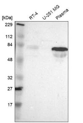 Western Blot: FAM117B Antibody [NBP1-90861] - Analysis in human cell line RT-4, human cell line U-251 MG and human plasma.