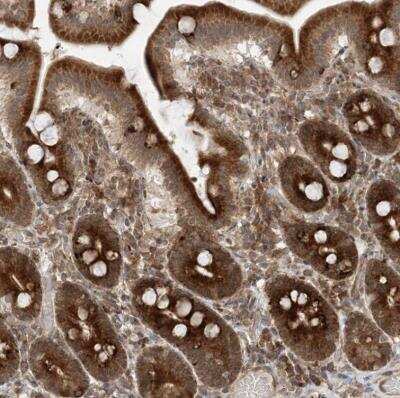 Immunohistochemistry-Paraffin: FAM119A Antibody [NBP1-83282] - Staining of human duodenum shows strong cytoplasmic positivity in glandular cells.