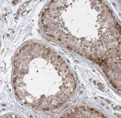 Immunohistochemistry-Paraffin: FAM119A Antibody [NBP1-83282] - Staining of human testis shows weak to moderate cytoplasmic positivity in cells in seminiferous ducts.