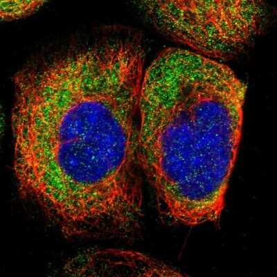 Immunocytochemistry/ Immunofluorescence FAM120A Antibody