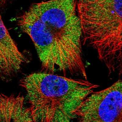 Immunocytochemistry/ Immunofluorescence FAM120A Antibody - BSA Free