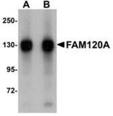 Western Blot FAM120A Antibody - BSA Free