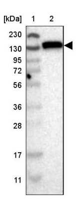 Western Blot FAM120A Antibody