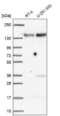 Western Blot FAM120A Antibody - BSA Free