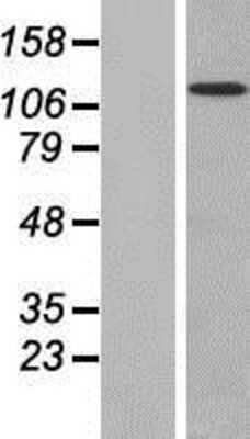 Western Blot: FAM120A Overexpression Lysate (Adult Normal) [NBP2-07307] Left-Empty vector transfected control cell lysate (HEK293 cell lysate); Right -Over-expression Lysate for FAM120A.