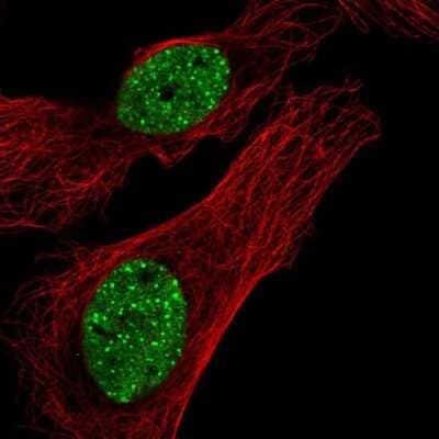 Immunocytochemistry/Immunofluorescence: FAM122A Antibody [NBP2-31646] - Staining of human cell line U-2 OS shows localization to nucleoplasm & nuclear bodies. Antibody staining shown in green. 