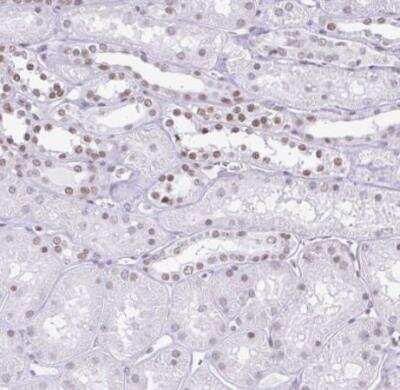 Immunohistochemistry-Paraffin: FAM122A Antibody [NBP2-31646] - Staining of human kidney shows moderate nuclear positivity in cells in tubules.