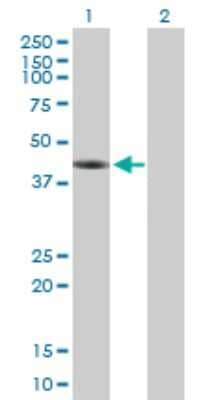 Western Blot: FAM122A Antibody [H00116224-B01P] - Analysis of FAM122A expression in transfected 293T cell line by FAM122A polyclonal antibody.  Lane 1: C9orf42 transfected lysate(31.57 KDa). Lane 2: Non-transfected lysate.