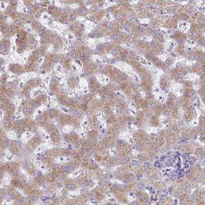 Immunohistochemistry-Paraffin: FAM122C Antibody [NBP2-31805] - Staining of human liver shows moderate cytoplasmic positivity in hepatocytes.