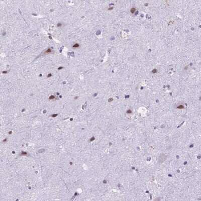 Immunohistochemistry-Paraffin FAM124B Antibody - BSA Free