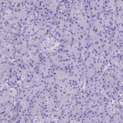Immunohistochemistry-Paraffin FAM124B Antibody - BSA Free