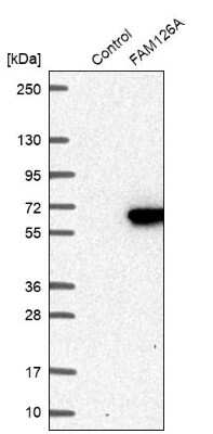 Western Blot FAM126A Antibody