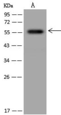 Western Blot FAM126A Antibody