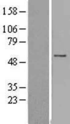 Western Blot FAM126A Overexpression Lysate