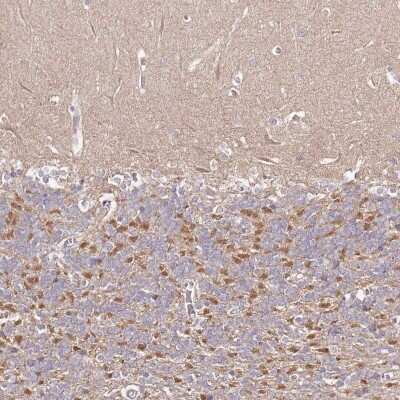Immunohistochemistry-Paraffin: FAM126B Antibody [NBP2-34026] - Staining of human cerebellum shows moderate cytoplasmic positivity in cells in granular layer.