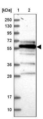 Western Blot: FAM126B Antibody [NBP2-34026] - Lane 1: Marker  [kDa] 250, 130, 95, 72, 55, 36, 28, 17, 10.  Lane 2: Human cell line RT-4