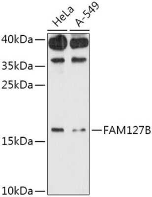 Western Blot FAM127B Antibody - Azide and BSA Free