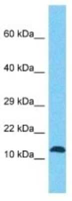 Western Blot FAM127B Antibody - BSA Free